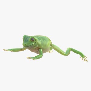 3ds max australian green tree frog