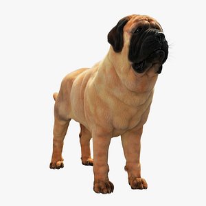 English Mastiff