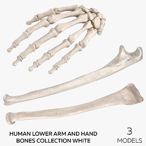 Human Lower Arm and Hand Bones Collection White -  3 models 3D model