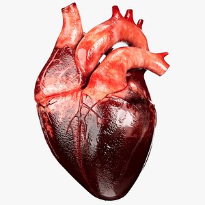 3D model Heart