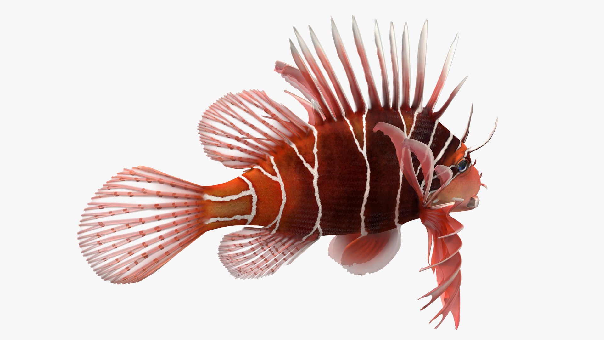 Clearfin Lionfish Rigged for Modo 3D model preview