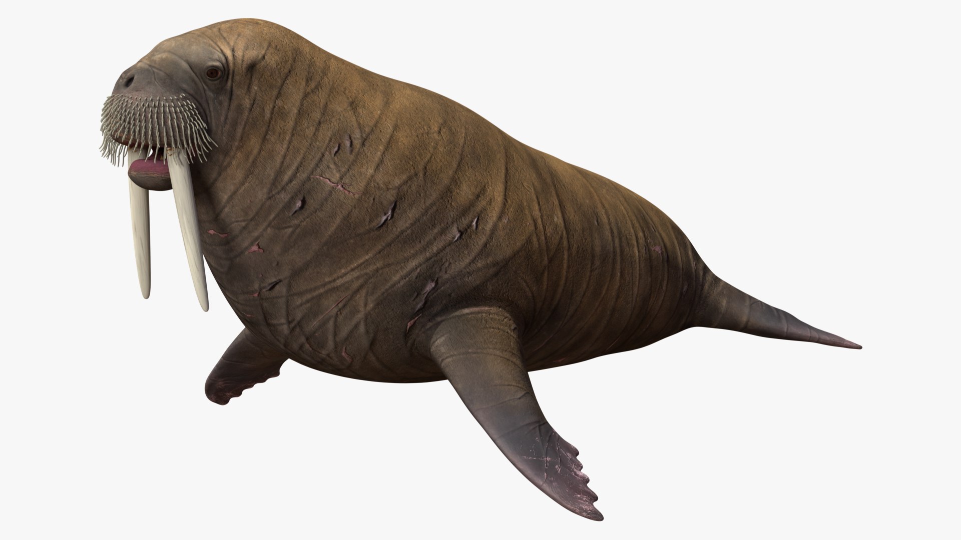 3D Walrus Walking Animated Rigged For Blender https://p.turbosquid.com/ts-thumb/0I/N8mbpk/0z/walrus_walking_animated_rigged_for_blender_004/jpg/1765766646/1920x1080/fit_q87/c68d0a4cb8cc85b39a4bb0b4e51cce0f35e4a308/walrus_walking_animated_rigged_for_blender_004.jpg
