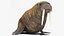 Walrus Walking Animated Rigged For Blender