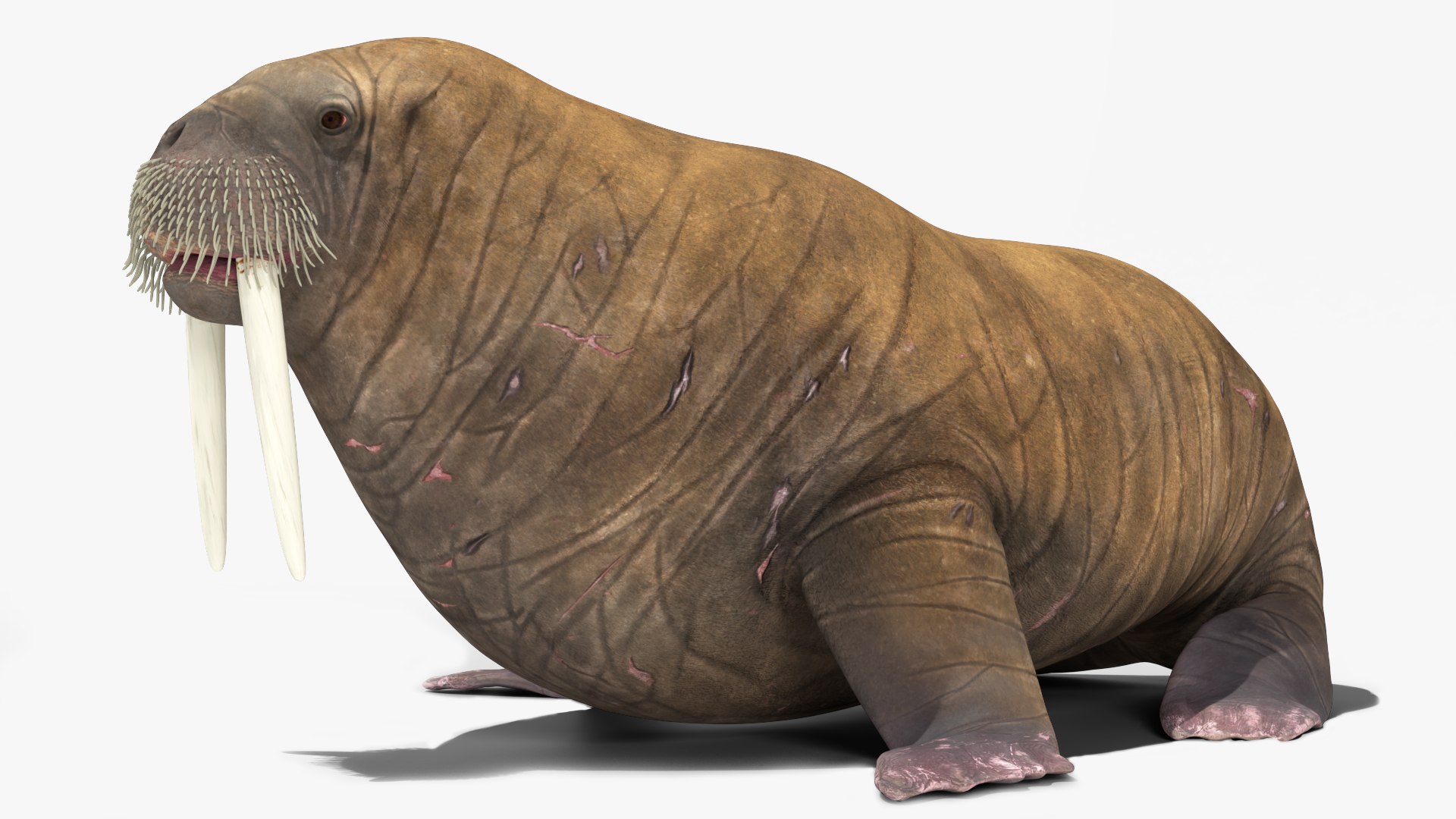 3D Walrus Walking Animated Rigged For Blender https://p.turbosquid.com/ts-thumb/0I/N8mbpk/F0/walrus_walking_animated_rigged_for_blender_005/jpg/1765766650/1920x1080/fit_q87/2986085dedc6ae631223effbde204186884f8553/walrus_walking_animated_rigged_for_blender_005.jpg
