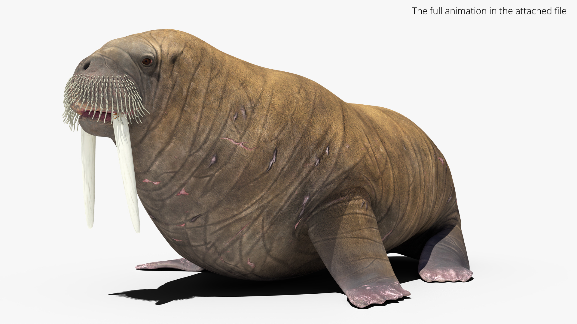3D Walrus Walking Animated Rigged For Blender https://p.turbosquid.com/ts-thumb/0I/N8mbpk/GI/walrus_walking_animated_rigged_for_blender_361/jpg/1765766540/1920x1080/turn_fit_q99/407b1ae894ad17445c4f86398e4bd6c788a91e97/walrus_walking_animated_rigged_for_blender_361-1.jpg