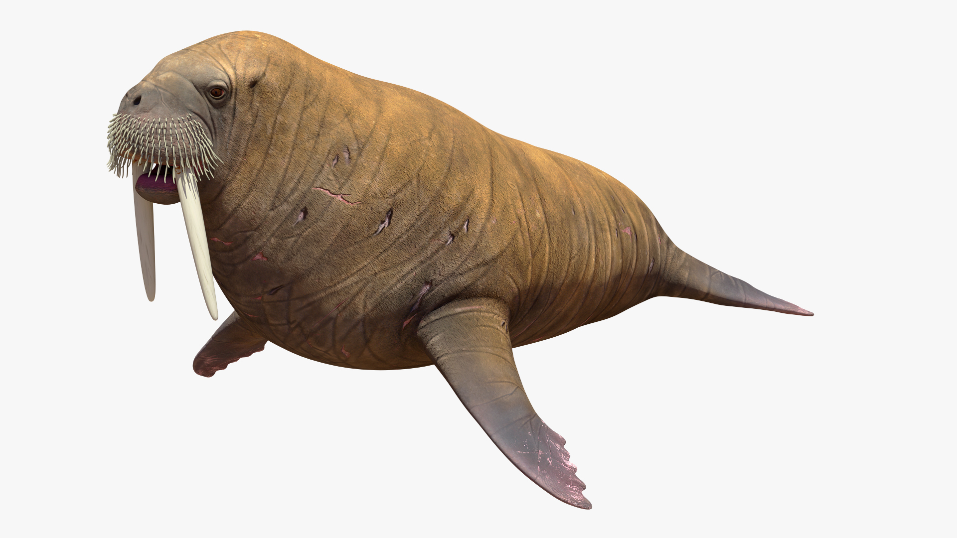 3D Walrus Walking Animated Rigged For Blender https://p.turbosquid.com/ts-thumb/0I/N8mbpk/Kv/walrus_walking_animated_rigged_for_blender_360/jpg/1765766445/1920x1080/turn_fit_q99/c0368dd6f24176daca82da3b457a4ac5c0ad5cca/walrus_walking_animated_rigged_for_blender_360-1.jpg