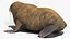 Walrus Walking Animated Rigged For Blender