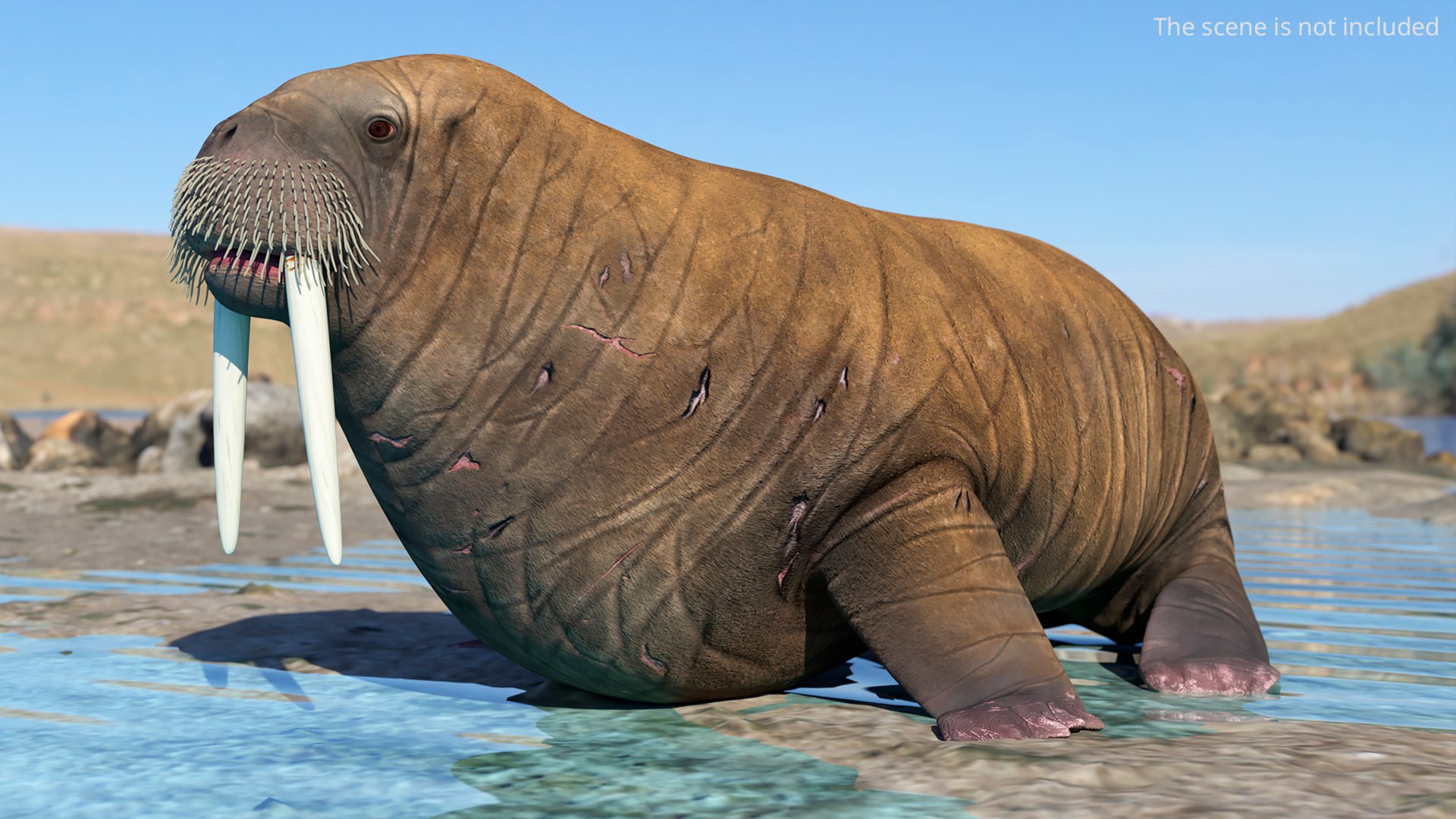 3D Walrus Walking Animated Rigged For Blender https://p.turbosquid.com/ts-thumb/0I/N8mbpk/Su/walrus_walking_animated_rigged_for_blender_003/jpg/1765766643/1920x1080/fit_q87/1f3962921247f8e1c01db412ab22e0ed569dff90/walrus_walking_animated_rigged_for_blender_003.jpg