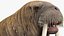Walrus Walking Animated Rigged For Blender