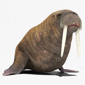 3D Walrus Walking Animated Rigged For Blender