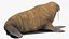 Walrus Walking Animated Rigged For Blender