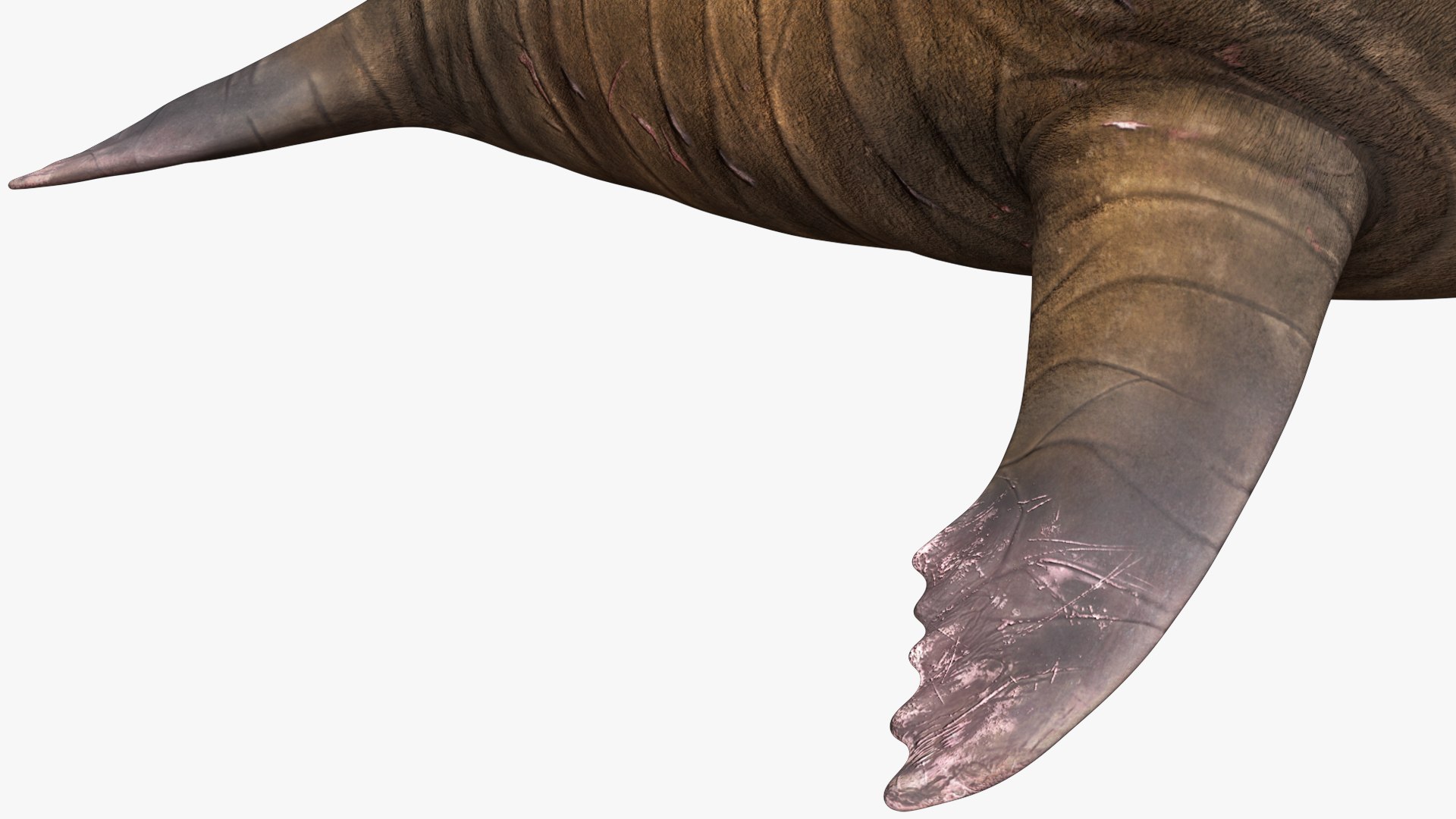 3D Walrus Walking Animated Rigged For Blender https://p.turbosquid.com/ts-thumb/0I/N8mbpk/nJ/walrus_walking_animated_rigged_for_blender_011/jpg/1765766669/1920x1080/fit_q87/324dc0416a3d2e260d94693d5b7f773f19952b70/walrus_walking_animated_rigged_for_blender_011.jpg