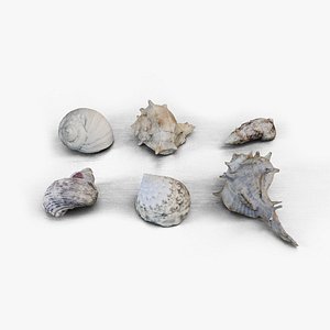 Seashell Collection Vol 3 lowpoly 3D model 3D model
