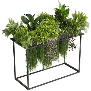 3D plant vol 1016 - box - fern - ivy