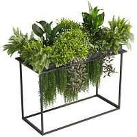 plant vol 1016 - box - fern - ivy
