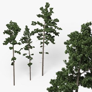 Low Poly Pine Trees Set Green