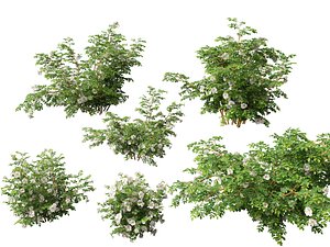 HighpolyLowpoly -  Rosa pimpinellifolia - Burnet Rose 3D model