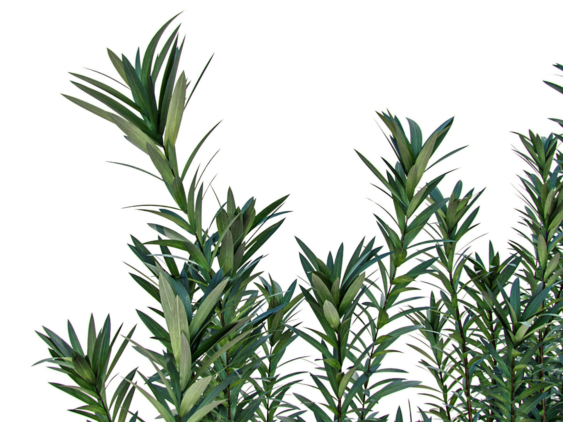 DRACAENA PLANT SET 3D - TurboSquid 1769396