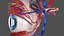 eye anatomy cross-section left 3D model