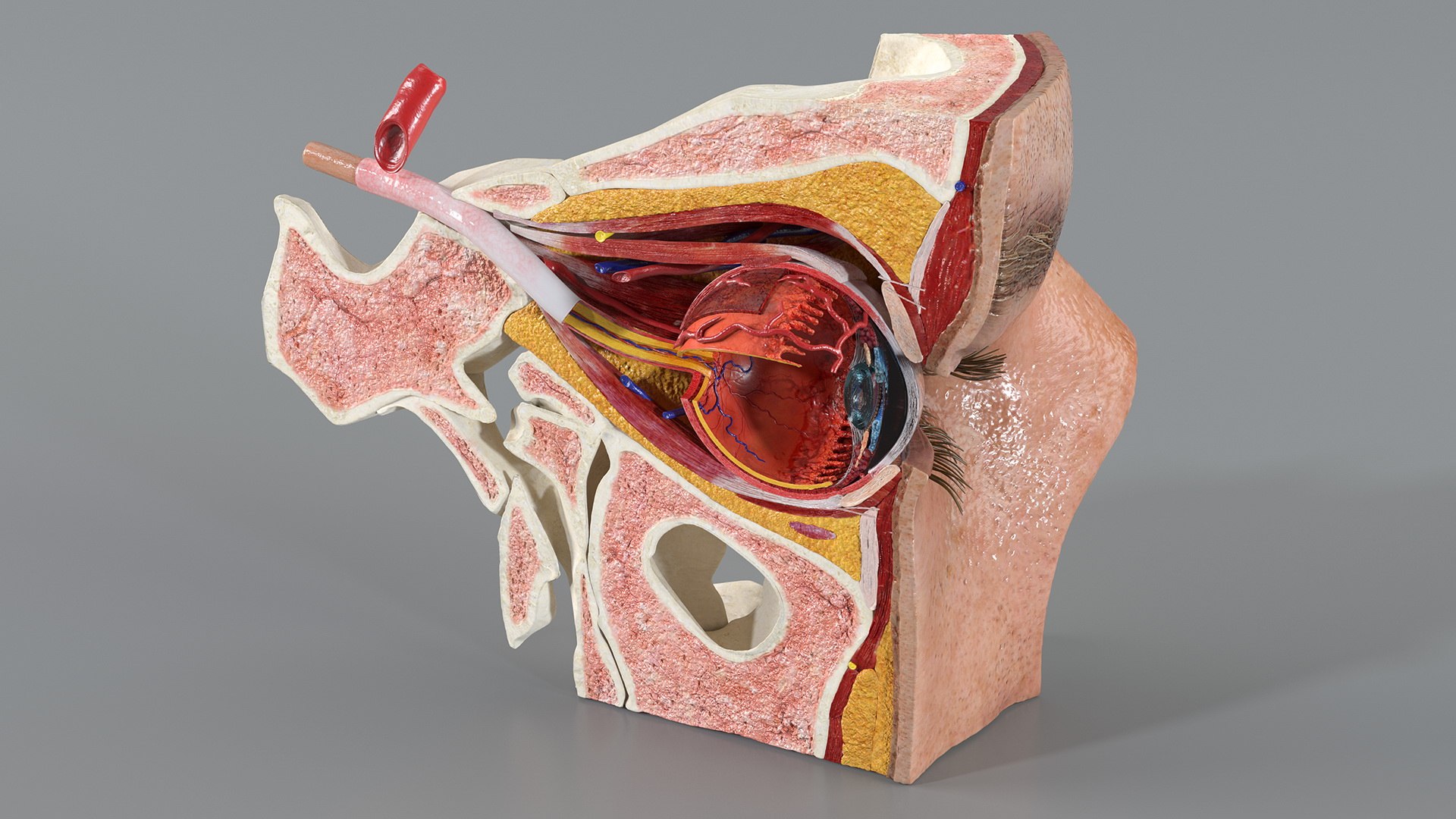Eye Anatomy Cross-Section Left 3D model preview