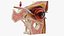 eye anatomy cross-section left 3D model