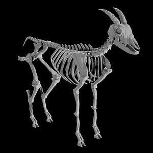 Rigged Goat Skeleton 3D model