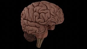 anatomy brain pack cerebellum 3D model