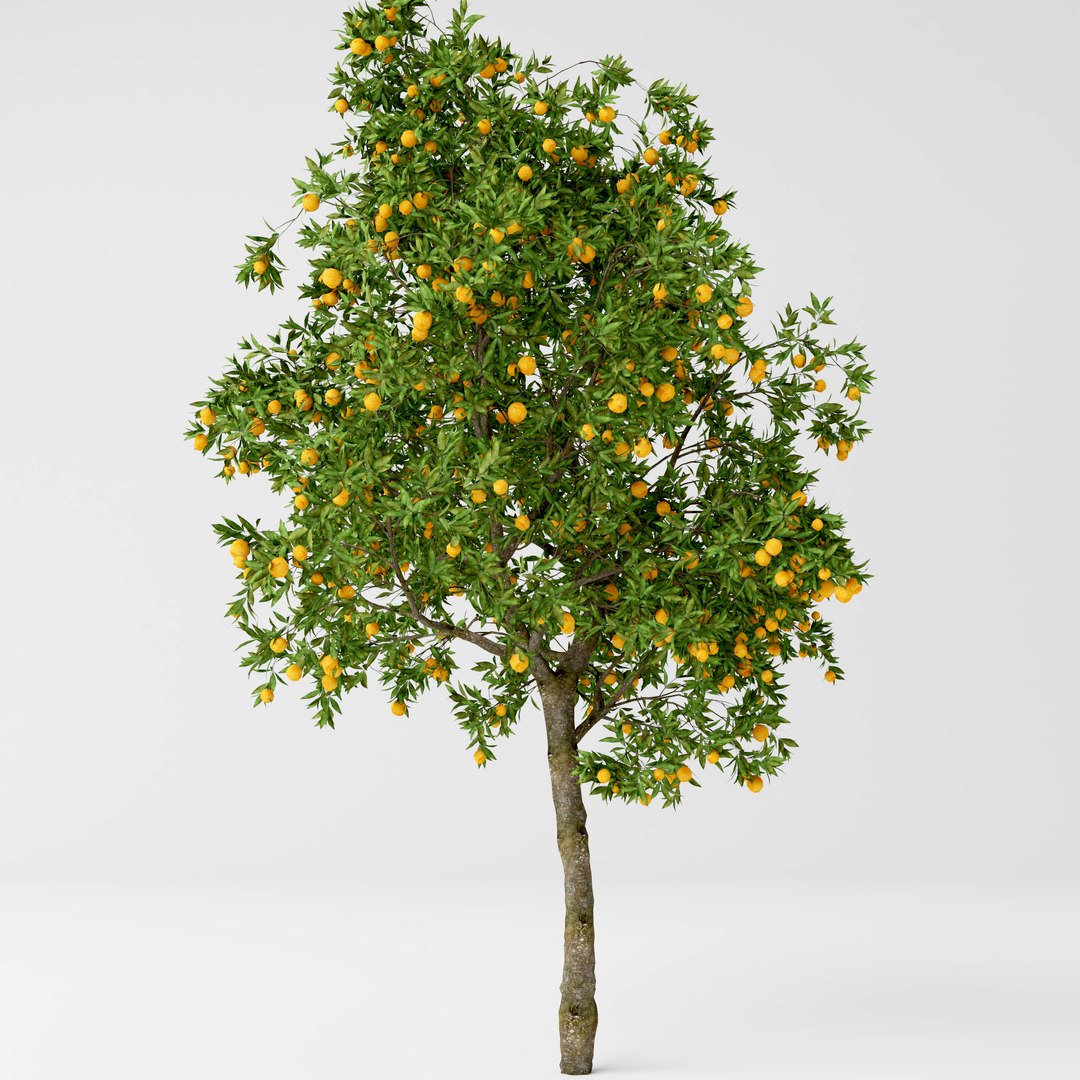 Orange Tree 3D Model - TurboSquid 1405752