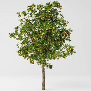 orange tree 3D model