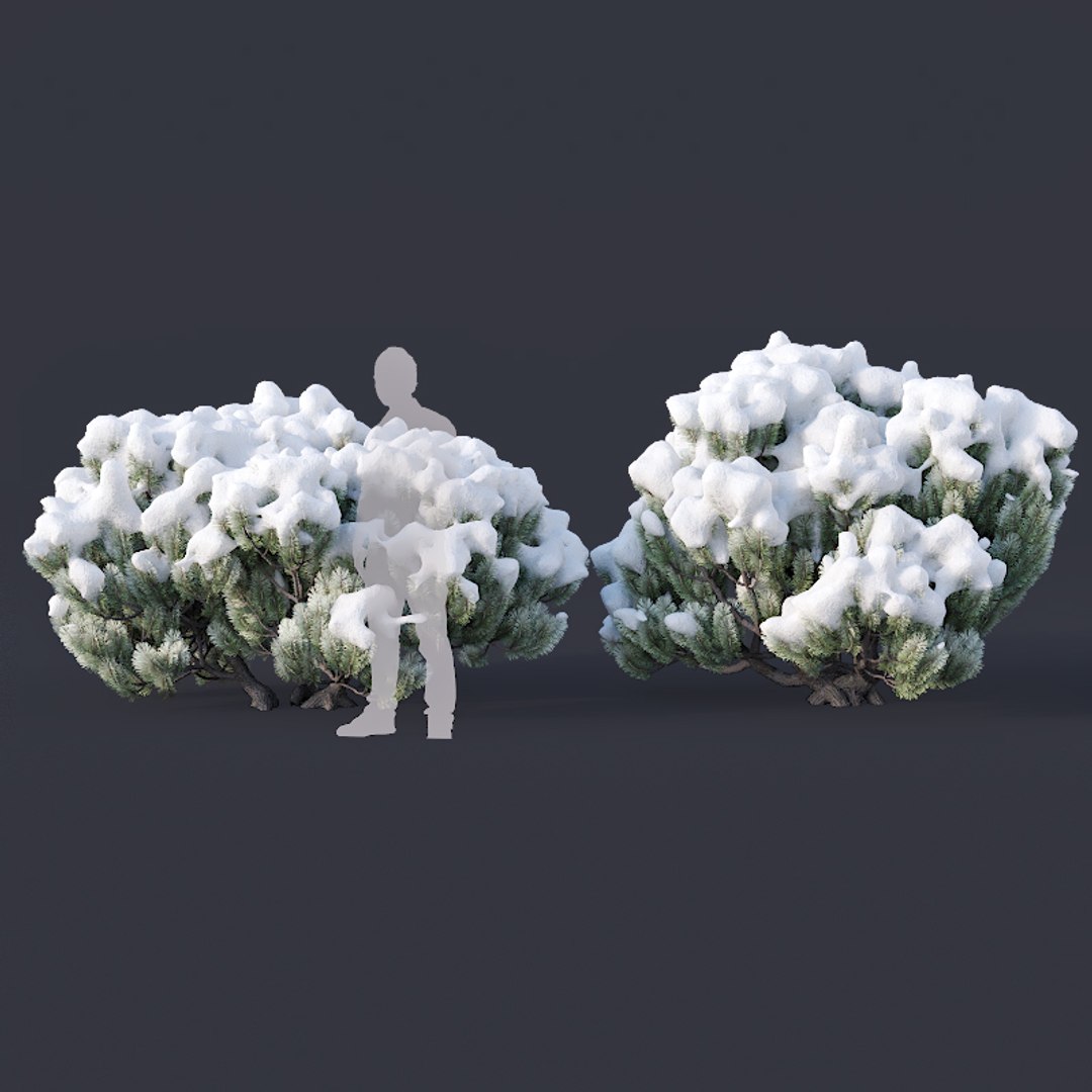 pinus mugo snow tree 3D model https://p.turbosquid.com/ts-thumb/0J/Pf45kK/8pSpU508/pinusmugo3/jpg/1556975647/1920x1080/fit_q87/c0c8034b896a2440a6ace19eb90634fd69b72207/pinusmugo3.jpg