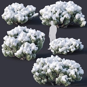 pinus mugo snow tree 3D model