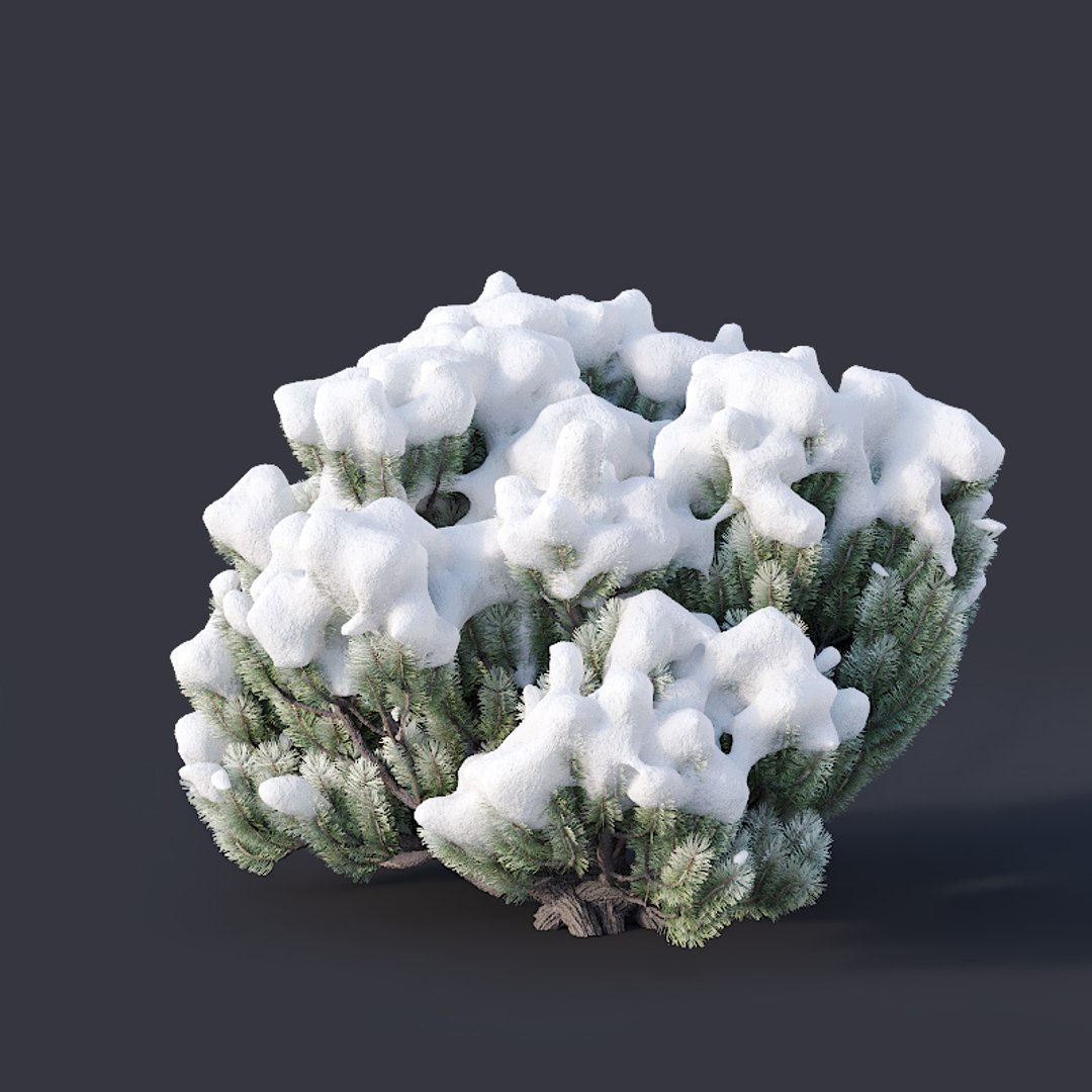 pinus mugo snow tree 3D model https://p.turbosquid.com/ts-thumb/0J/Pf45kK/X7B0bO3l/pinusmugo5/jpg/1556975647/1920x1080/fit_q87/1dd069878c11ed04fbbfdf6d9679b84264898247/pinusmugo5.jpg