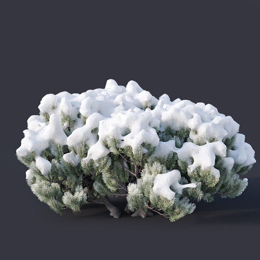 pinus mugo snow tree 3D model https://p.turbosquid.com/ts-thumb/0J/Pf45kK/YhOacU8J/pinusmugo6/jpg/1556975647/1920x1080/fit_q87/52806b3103f479f6cbfd7043ac7809d7b078a4ef/pinusmugo6.jpg
