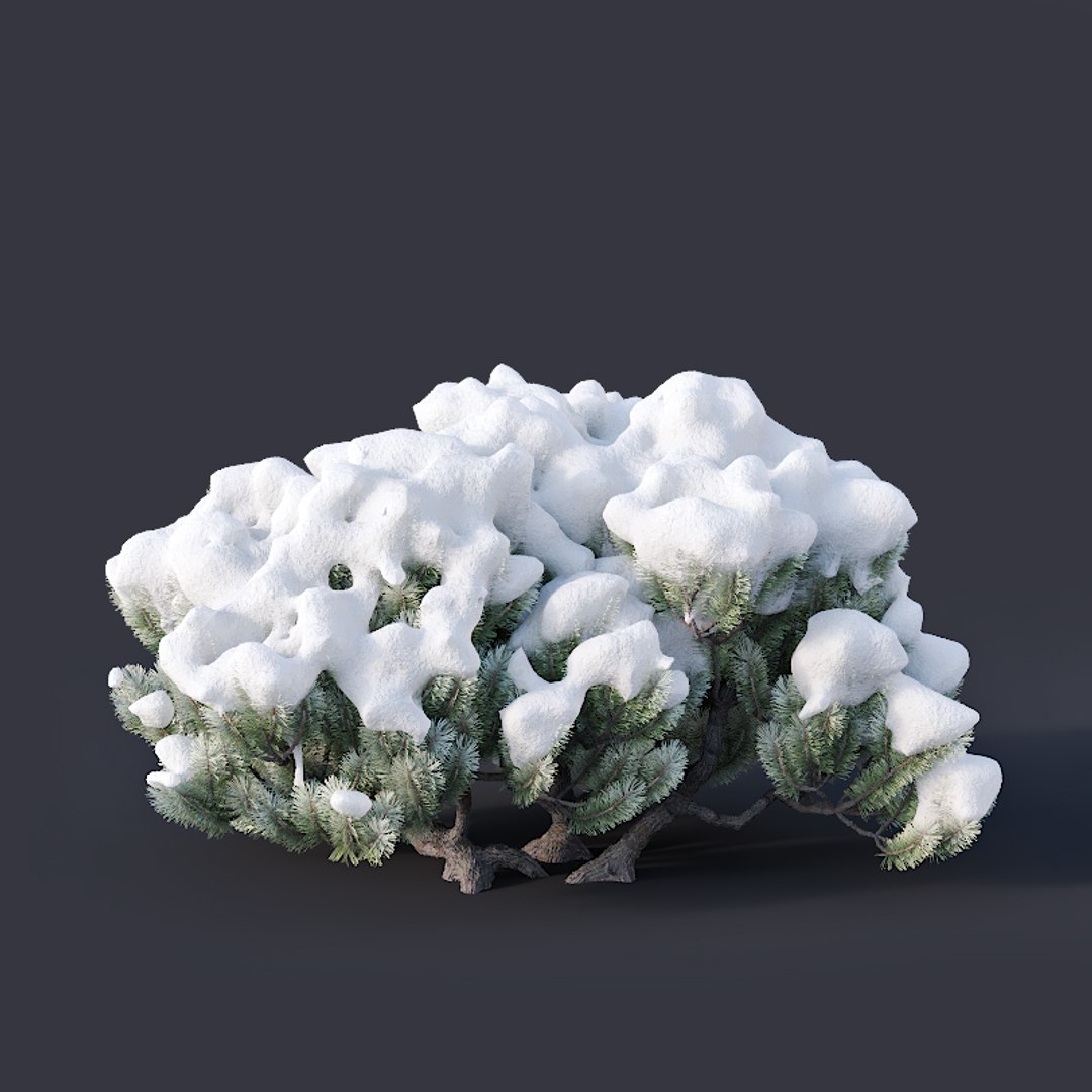 pinus mugo snow tree 3D model https://p.turbosquid.com/ts-thumb/0J/Pf45kK/YhPl1UXQ/pinusmugo9/jpg/1556975647/1920x1080/fit_q87/e5c2353b06ce20e16fe3fa6ba4f88eee39432f3b/pinusmugo9.jpg