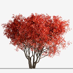 3D Set of Acer Ginnala or Amur Maple Trees - 4 Trees model