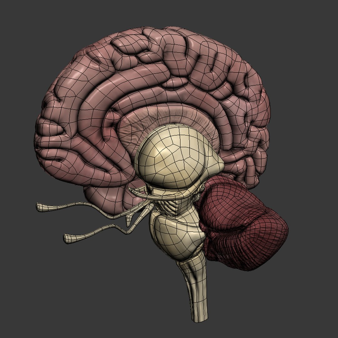 3d dugm01 female anatomy pack https://p.turbosquid.com/ts-thumb/0J/gohSBS/AfaLQX7c/brain_03/jpg/1442944522/1920x1080/fit_q87/8784c79a1f43ca100c3651baf135782ae1762ffe/brain_03.jpg