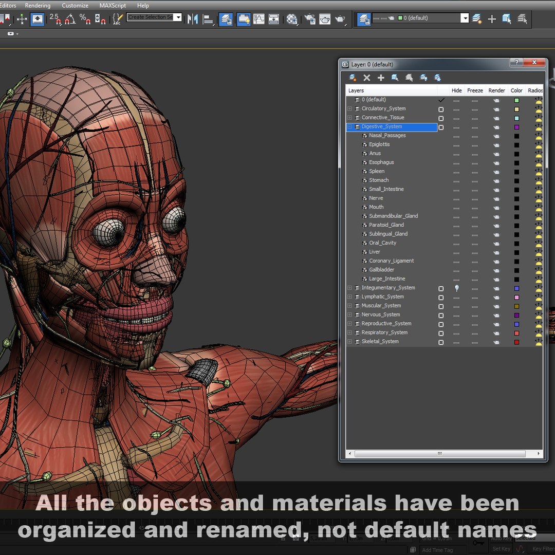 3d dugm01 female anatomy pack https://p.turbosquid.com/ts-thumb/0J/gohSBS/Ic15zdxX/femaleanatomy_14/jpg/1443636665/1920x1080/fit_q87/b27f0c9f9ff61256703eb27211705fd115d7b51f/femaleanatomy_14.jpg