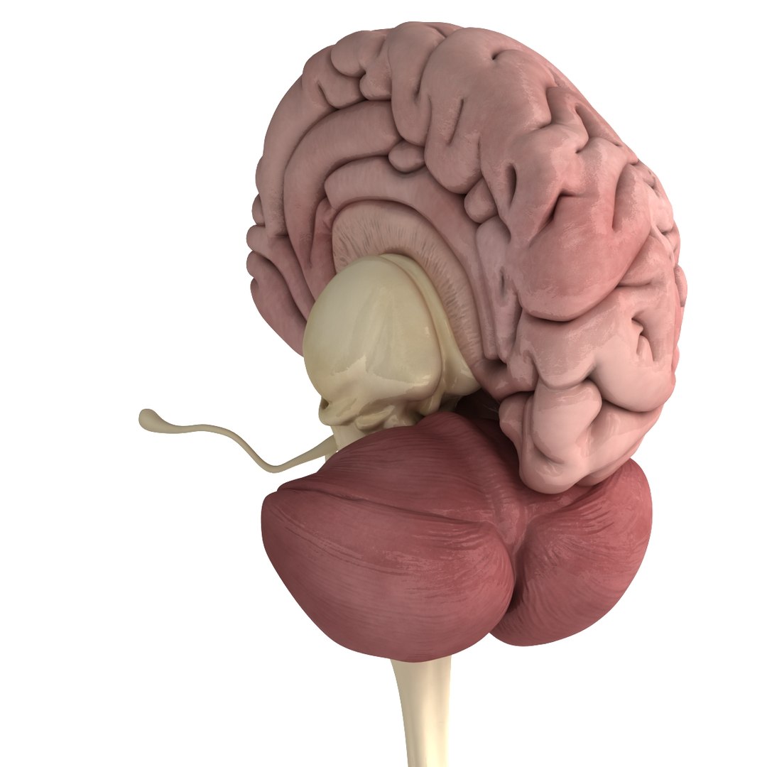 3d dugm01 female anatomy pack https://p.turbosquid.com/ts-thumb/0J/gohSBS/K30T53cz/0038/jpg/1442944568/1920x1080/fit_q87/4a5458a10e1f3c00b24d0de59c428618a162065c/0038.jpg