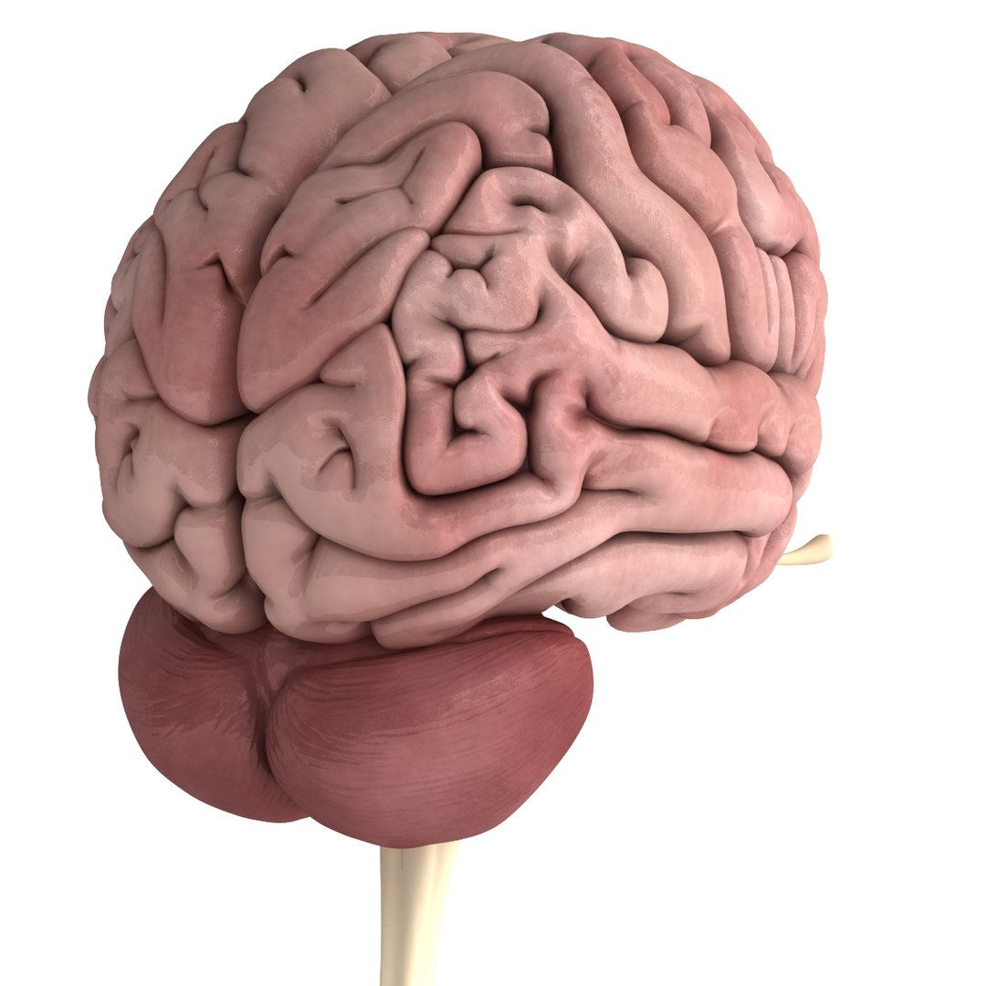 3d dugm01 female anatomy pack https://p.turbosquid.com/ts-thumb/0J/gohSBS/L3DbEGSm/0028/jpg/1442944525/1920x1080/fit_q87/9613fc28bfa7cb6cf78d7d6d3cc6b5d6f9682712/0028.jpg