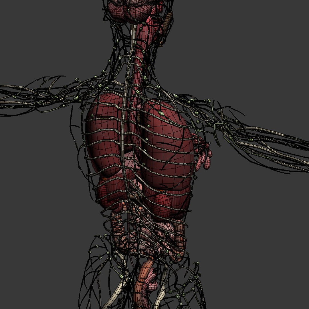 3d dugm01 female anatomy pack https://p.turbosquid.com/ts-thumb/0J/gohSBS/QFJn8jwU/femaleanatomy_05/jpg/1442945135/1920x1080/fit_q87/c34f75e25b56a03e9bf7b0967ebd9fccf4c54e4f/femaleanatomy_05.jpg