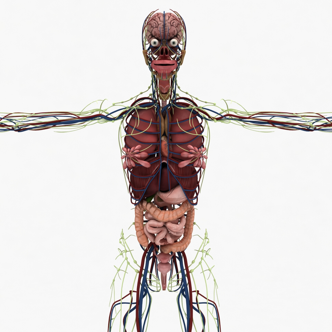 3d dugm01 female anatomy pack https://p.turbosquid.com/ts-thumb/0J/gohSBS/T3IHI2j8/0000/jpg/1443116177/1920x1080/turn_fit_q99/990f7f6b73ed3502ccdd8b675e4120b78c5093fb/0000-1.jpg