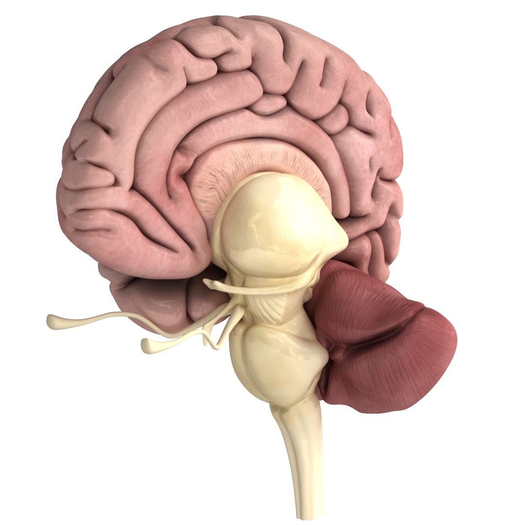 3d dugm01 female anatomy pack https://p.turbosquid.com/ts-thumb/0J/gohSBS/WutfZcOV/0001/jpg/1442944568/1920x1080/fit_q87/e98e64a148e18e19af0e316055cfcb92473e1a87/0001.jpg