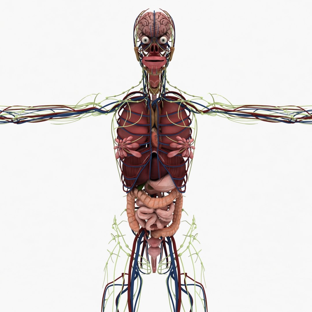 3d dugm01 female anatomy pack https://p.turbosquid.com/ts-thumb/0J/gohSBS/Xt4ZN91W/0000/jpg/1443116053/1920x1080/fit_q87/798c52ae3a091963f99b41b2dc3533297de4631a/0000.jpg
