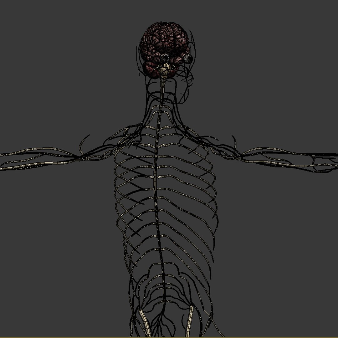 3d dugm01 female anatomy pack https://p.turbosquid.com/ts-thumb/0J/gohSBS/kiOMzEiZ/femaleanatomy_02/jpg/1442945135/1920x1080/fit_q87/9d57f710468e3c6d4cef6f0bb44036f2ff02a1e1/femaleanatomy_02.jpg