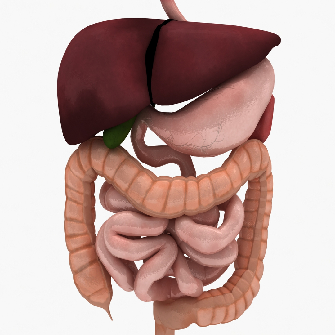 3d dugm01 female anatomy pack https://p.turbosquid.com/ts-thumb/0J/gohSBS/lXVk6BkC/0000/jpg/1443876366/1920x1080/turn_fit_q99/547885fce3c29f873332a2465903c09e2c3ad5a9/0000-1.jpg
