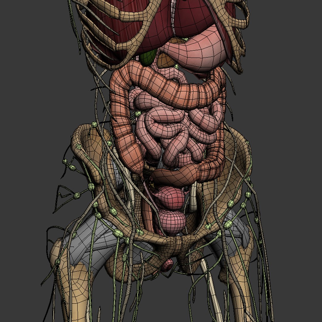 3d dugm01 female anatomy pack https://p.turbosquid.com/ts-thumb/0J/gohSBS/mQa84589/femaleanatomy_06/jpg/1442945135/1920x1080/fit_q87/79b9763cafe2e218811a027ae9a0b59ac4c7ac7b/femaleanatomy_06.jpg