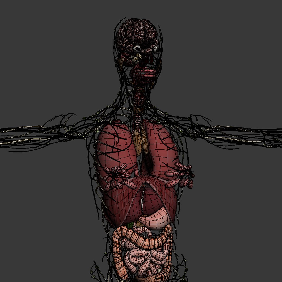 3d dugm01 female anatomy pack https://p.turbosquid.com/ts-thumb/0J/gohSBS/obMBGvyl/femaleanatomy_04/jpg/1442945135/1920x1080/fit_q87/f055ecce40785d5023b42d69edd36c8e199feb66/femaleanatomy_04.jpg