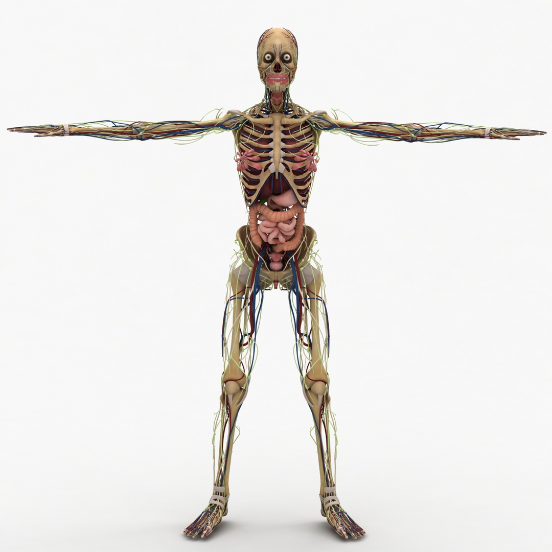 3d dugm01 female anatomy pack https://p.turbosquid.com/ts-thumb/0J/gohSBS/rI6L7M0B/0000/jpg/1442943974/1920x1080/turn_fit_q99/5e736768edf5c2050843736ccd2c1f6cb36a92dc/0000-1.jpg