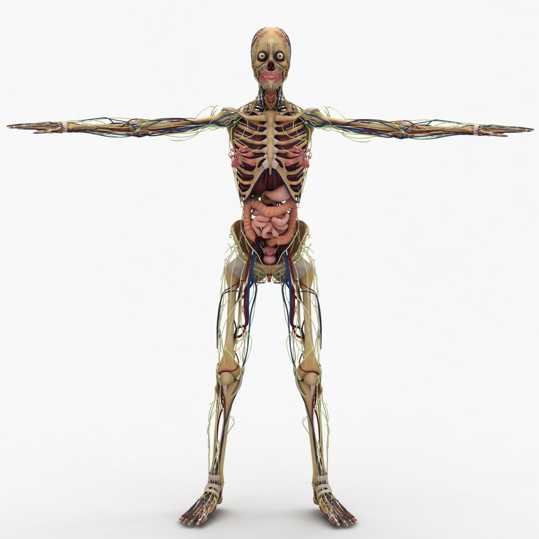3d dugm01 female anatomy pack https://p.turbosquid.com/ts-thumb/0J/gohSBS/uGfFTXzB/0000/jpg/1442943771/1920x1080/fit_q87/eeb386215d4830d36a1784788f9560b7b323a69b/0000.jpg