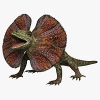 Frilled Lizard